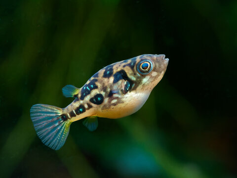 Female dwarf pea puffer fish (Carinotetraodon travancoricus) with blue spots and round belly, side closeup with dark background