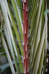Fototapeta premium Spiny palm bushes of Astrocaryum gynacanthum plant in the Amazon rainforest. Near the village of Solimoes Arapiuns, Brazil.