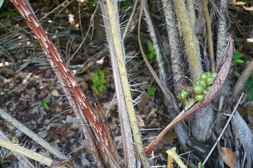 Astrocaryum gynacanthum fuits growing on a spiny palm bush in the Amazon rainforest. The fruits are edible, tasty and very healthy when ripe. Near the village Solimoes Arapiuns, Brazil.