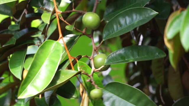 Chrysophyllum cainito (Also known cainito, caimito, tar apple, star apple, purple star apple, golden leaf tree, abiaba, pomme de lait) on the tree