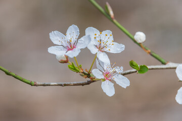 Blossoming of almond flowers in spring time