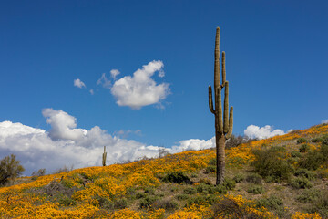 Two Saguaro Cactus On A Ridge At Springtime With Wildflowers Blooming 