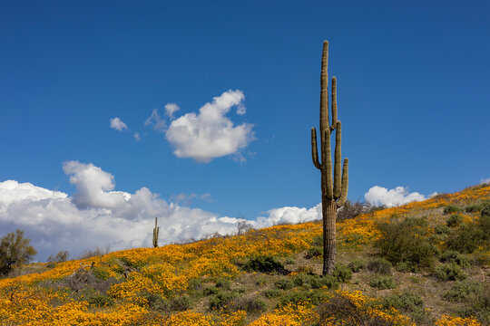 Two Saguaro Cactus On A Ridge At Springtime With Wildflowers Blooming © Ray Redstone
