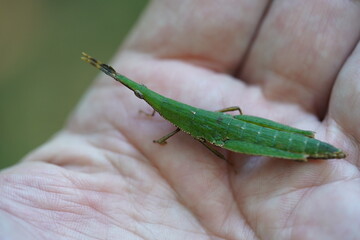 Cryptic grasshopper (Omura congrua, Acrididae) in Amazon rainforest, near the village Solimoes Arapiuns, state of Para, Brazil.