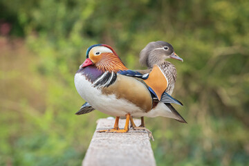Male and female mandarin ducks perched on wood bridge