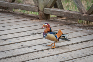 Male mandarin duck crossing a wood brige