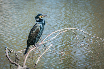 The great cormorant, Phalacrocorax carbo, known as the great black shag
