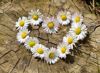Obraz premium heart of daisies