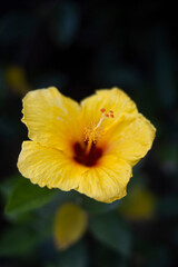 Yellow hawaii flower outdoors macro close up 