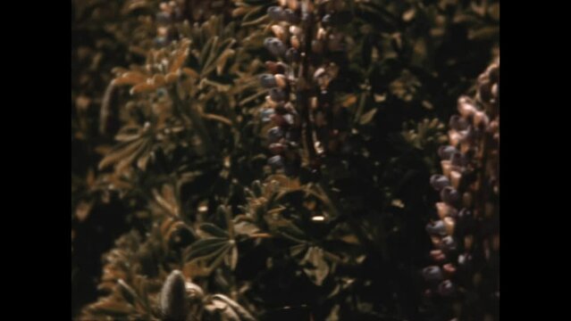 Lupin Flowers Adak 1947 - Archival footage of Lupin flowers on on Adak Island after WWII