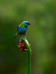 Green-headed Tanager portrait on a plant against green background