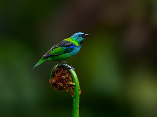 Green-headed Tanager portrait on a plant against green background