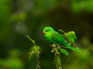 Plain Parakeet on a plant against green background