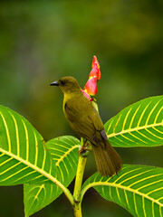 Olive-green Tanager on plant on green background