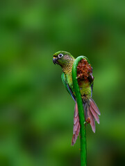 Fototapeta premium Marron-bellied Parakeet portrait on plant on green background
