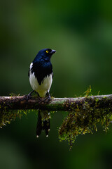 Magpie Tanager on mossy stick on green background