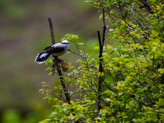 Masked Water-Tyrant on tree branch in Atlantic Forest, Brazil