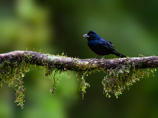 Ruby-crowned Tanager on mossy stick against green background