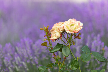 Lavender bushes closeup on sunset. Sunset gleam over purple flowers of lavender. Provence region of France.