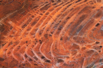 Full-screen detail view of the red petrified wood
