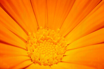 Full-screen view of the central part of a bright orange calendula flower