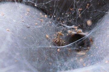 A tiny spider on its spider web