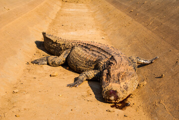 Very large alligator dead where it shows the big head with blood. Photo of an alligator (melanossucus niger) killed in an urban area.