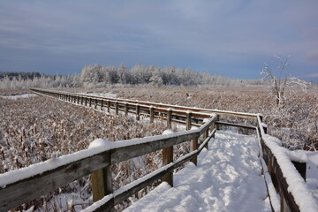 Mer bleue in winter, snow in Ottawa, Canada