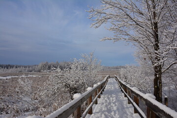 Mer bleue in winter, snow in Greenbelt, Ottawa, Canada
