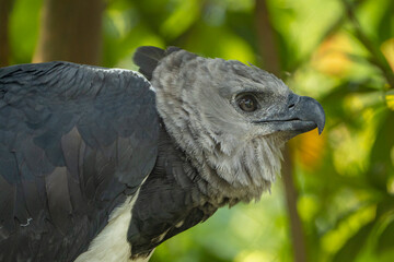 close up of a bird  Harpy eagle