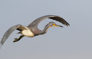 Tricolored heron (Egretta tricolor) flying, Galveston, Texas