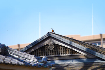 屋根でさえずるイソヒヨドリのオス