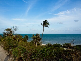 Palm trees blow in the very strong wind on Bahia Honda Key