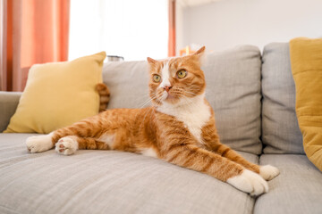 Cute red cat lying on grey couch at home