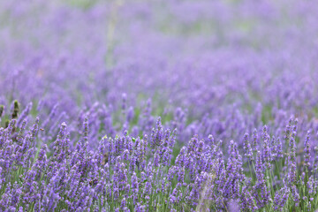 Fototapeta na wymiar Lavender bushes closeup on sunset. Sunset gleam over purple flowers of lavender. Provence region of France.