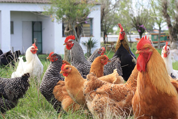 Galinhas de granja criadas soltas
