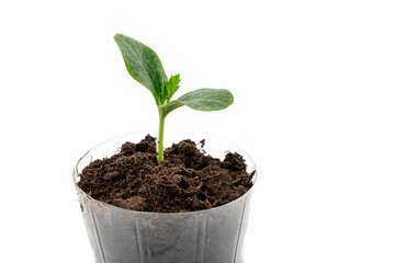 Young green plants seedlings growing in plastic bottle isolated on white background. Earth day concept.
