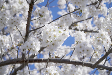 white Cherry blossom with bluesky background