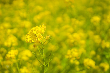 Canola Flowers Fields in Jeju Island Background