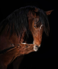 Little foal with a mare isolated on black background
