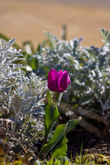 一輪のチューリップ