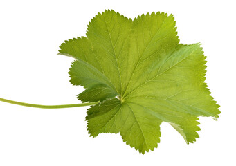 Lady's Mantle leaf