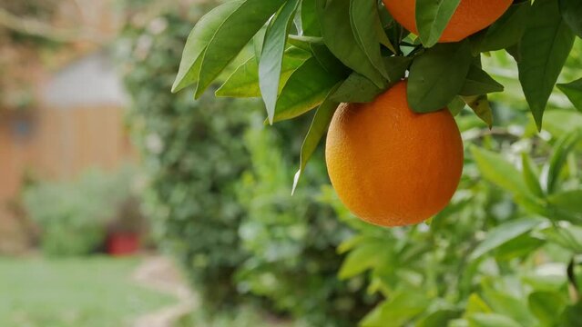 Ripe orange fruit hanging from branch in backyard next to lawn 