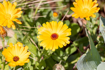 可愛い黄色い花