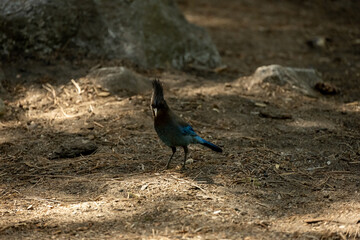 Stellers Jay Stands On Pine Straw Covered Ground