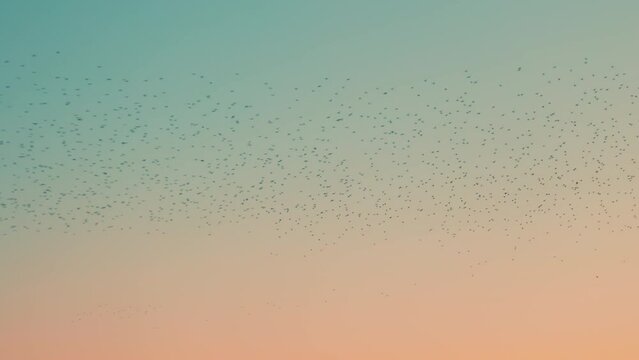 Starling murmurations in the sky at sunset