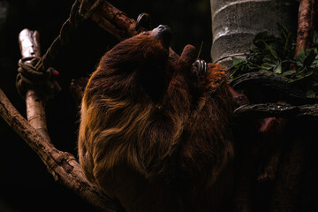 A Three-toed Sloth climbing up a tall tree
