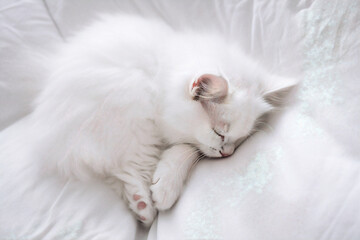 Fototapeta na wymiar White kitten sleeping peacefully on the bed. Generative AI