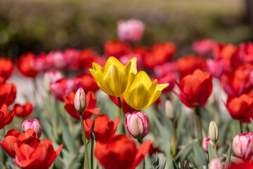 一面のチューリップ