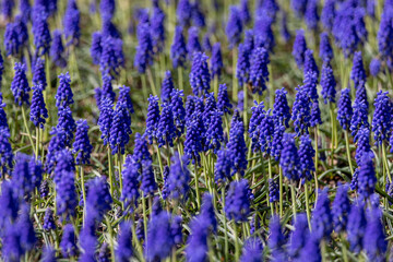 Fototapeta premium 一面のムスカリ